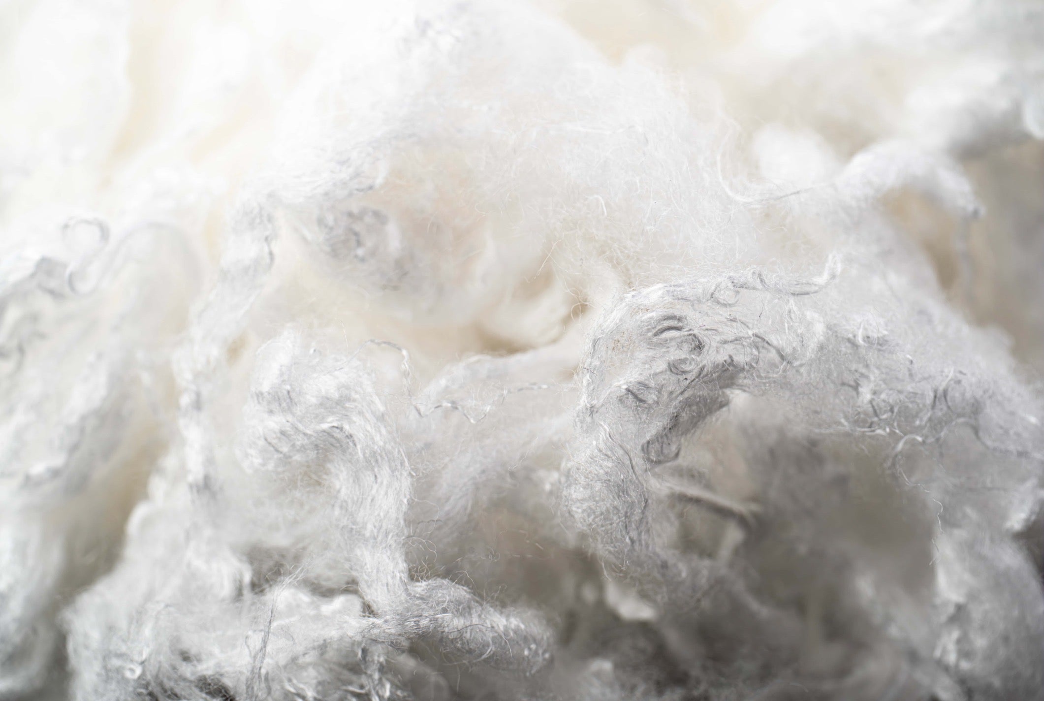 Gros plan de fibres blanches et duveteuses en texture floue