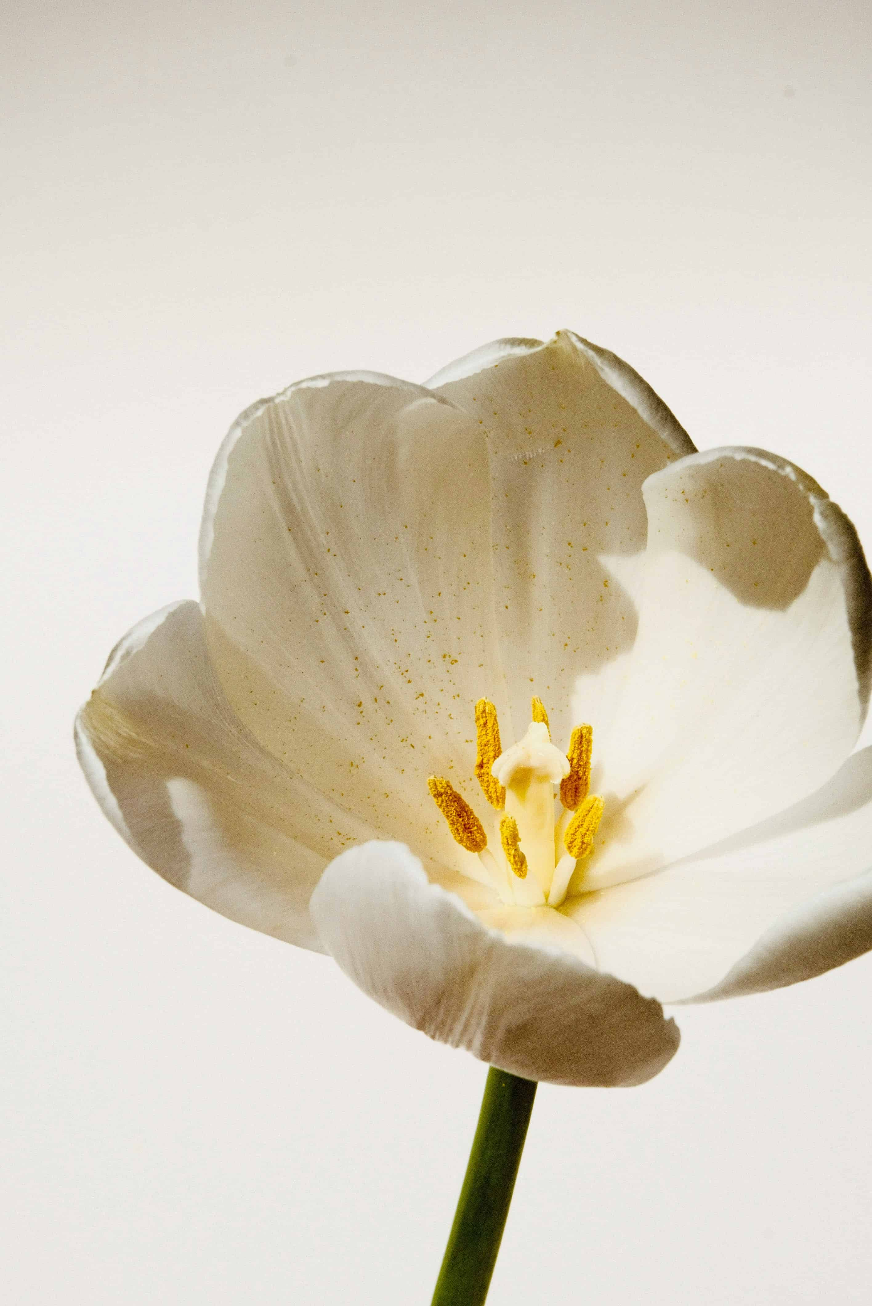 Fleur blanche en gros plan, avec pistils jaunes visibles